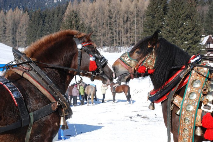 Ilustračný obrázok k článku Víkend bude patriť priateľom koní: Furmanské preteky sú späť